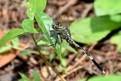 Orthetrum sabina