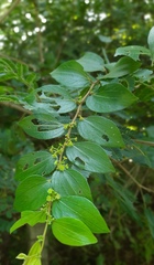 Ziziphus oenopolia