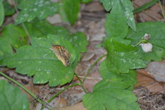 Pararge aegeria tircis