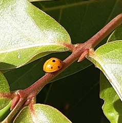 Coelophora inaequalis