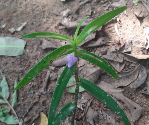 Creeping cradle plant (Cyanotis axillaris)