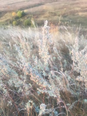 Artemisia sericea