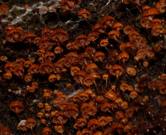 Xeromphalina leonina