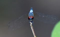 Brachydiplax sobrina