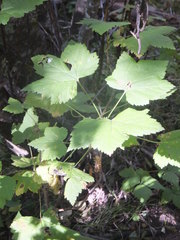 Ribes hudsonianum