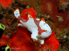 Warty Frogfish photo 3