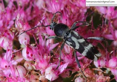 Chlorophorus diadema