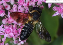 Megachile dinura
