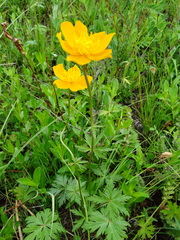 Trollius