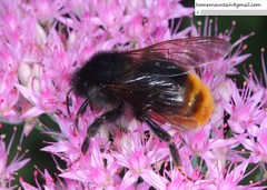 Bombus coreanus
