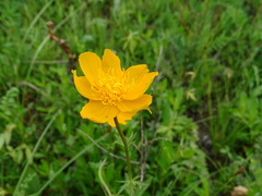 Trollius