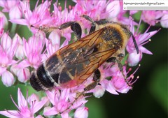 Megacampsomeris prismatica