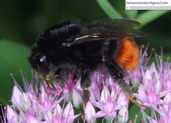 Bombus ignitus