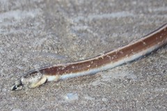 Bascanichthys bascanium