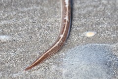 Bascanichthys bascanium