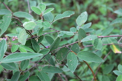 Desmodium jaliscanum