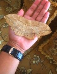 Lepidoptera