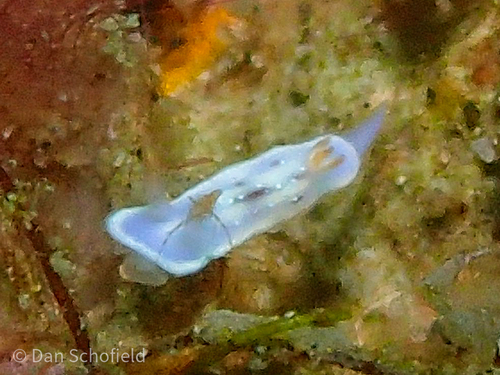 クラカトアウミウシの写真