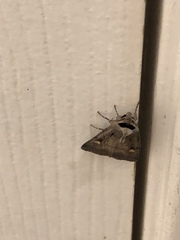 Adelphagrotis indeterminata