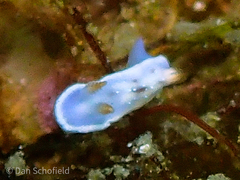Hypselodoris krakatoa