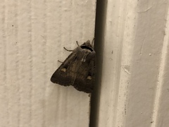 Adelphagrotis indeterminata