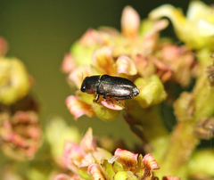 Neocuris gracilis