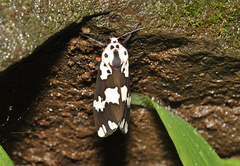 Pangora matherana