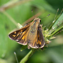 Atalopedes campestris huron