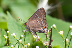 Parrhasius moctezuma