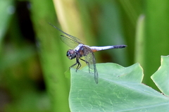 Brachydiplax chalybea