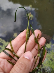 Potamogeton compressus