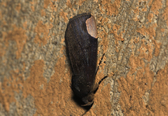 Chrysopera combinans