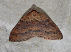 Larentia apotoma