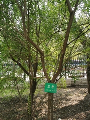 Euonymus alatus