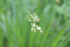 Astragalus guatemalensis