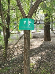 Euonymus alatus