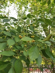 Euonymus alatus