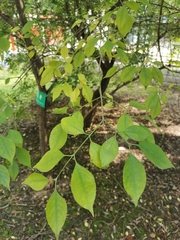 Euonymus alatus