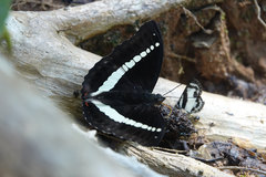 Euthalia recta monilis