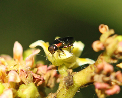 Neocuris gracilis