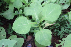 Rumfordia floribunda