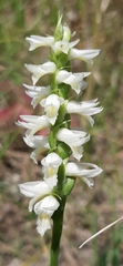 Spiranthes magnicamporum