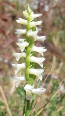 Spiranthes magnicamporum
