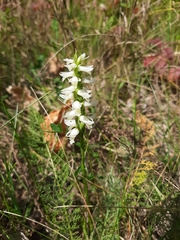 Spiranthes magnicamporum