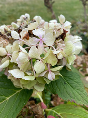 Hydrangea bretschneideri