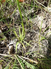 Spiranthes magnicamporum