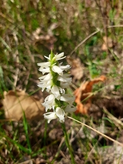Spiranthes magnicamporum