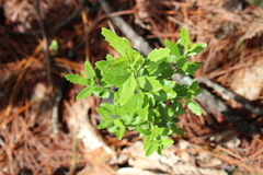 Baccharis heterophylla