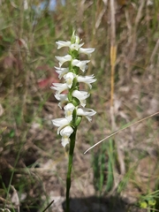 Spiranthes magnicamporum