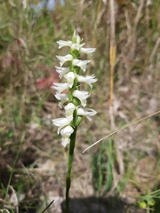 Spiranthes magnicamporum